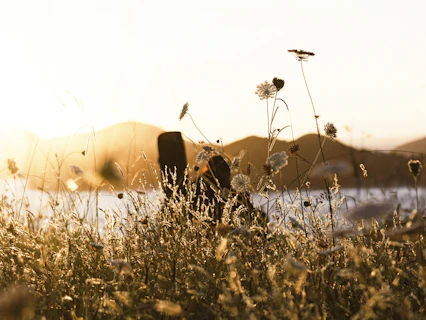 a field with grass and flowers in the foreground