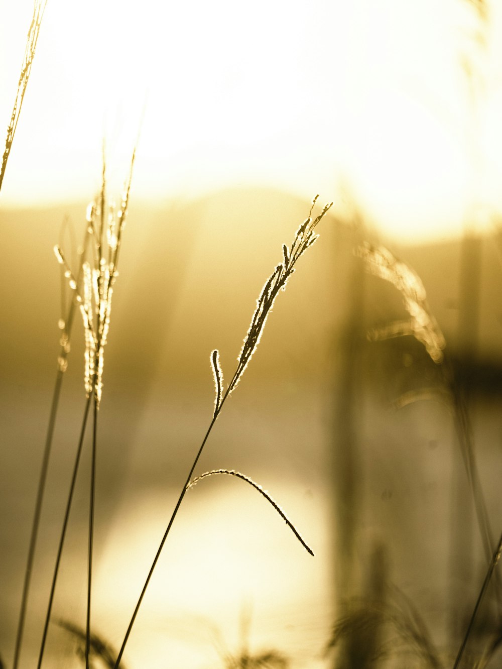 a close up of some grass near a body of water