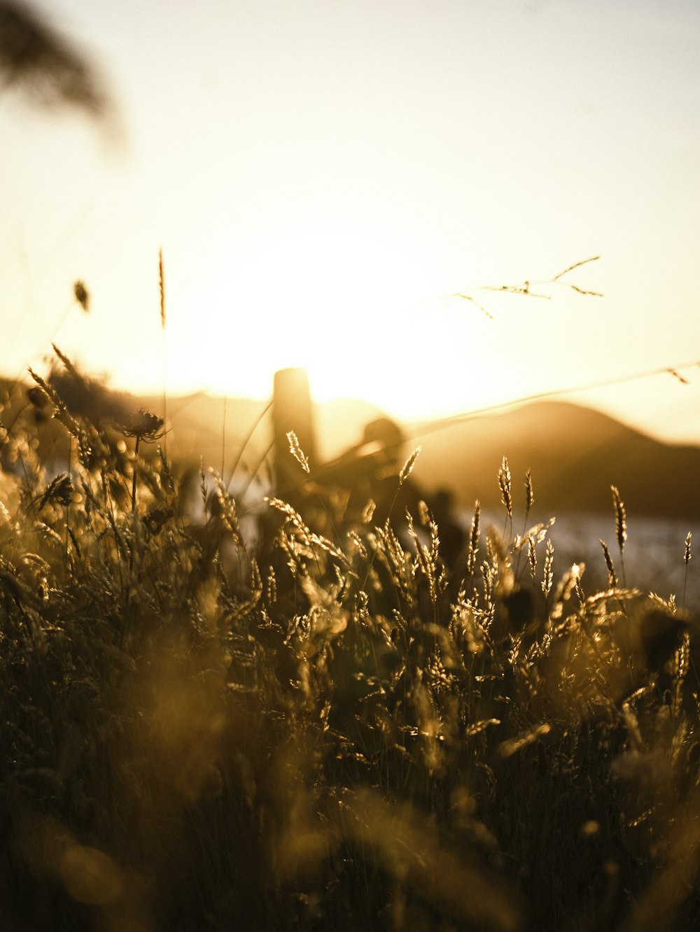 a field of grass with the sun setting in the background