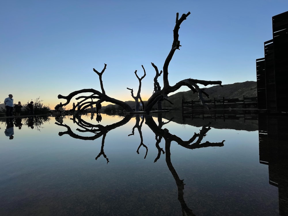 a dead tree in the middle of a body of water