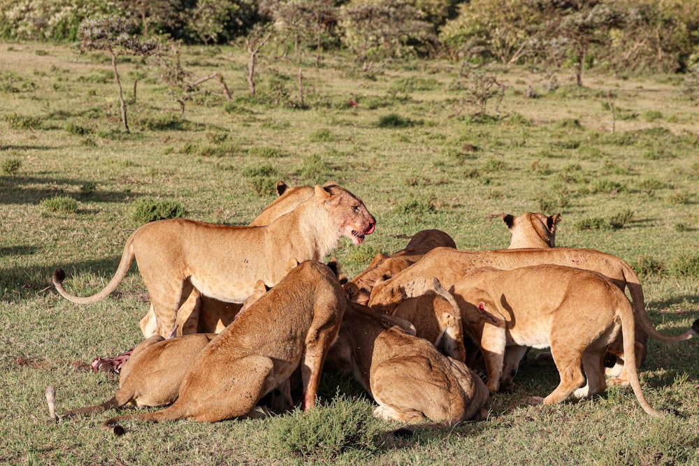 a group of lions sitting on top of a lush green field