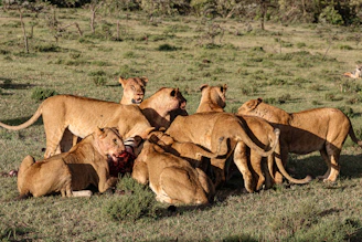 a group of lions eating a carcass in a field
