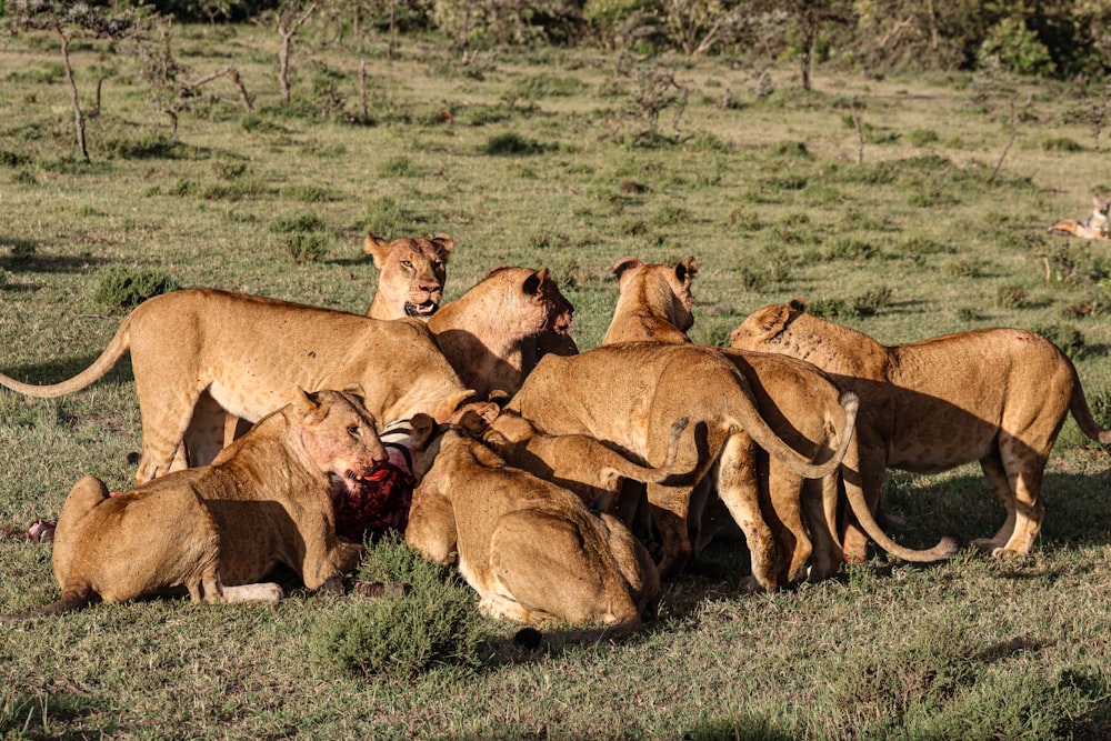 a group of lions eating a carcass in a field