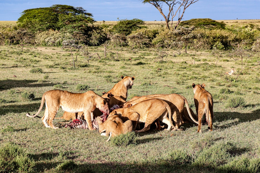 a group of lions eating food in a field