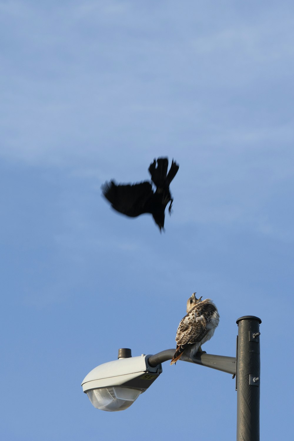 a bird sitting on top of a street light pole