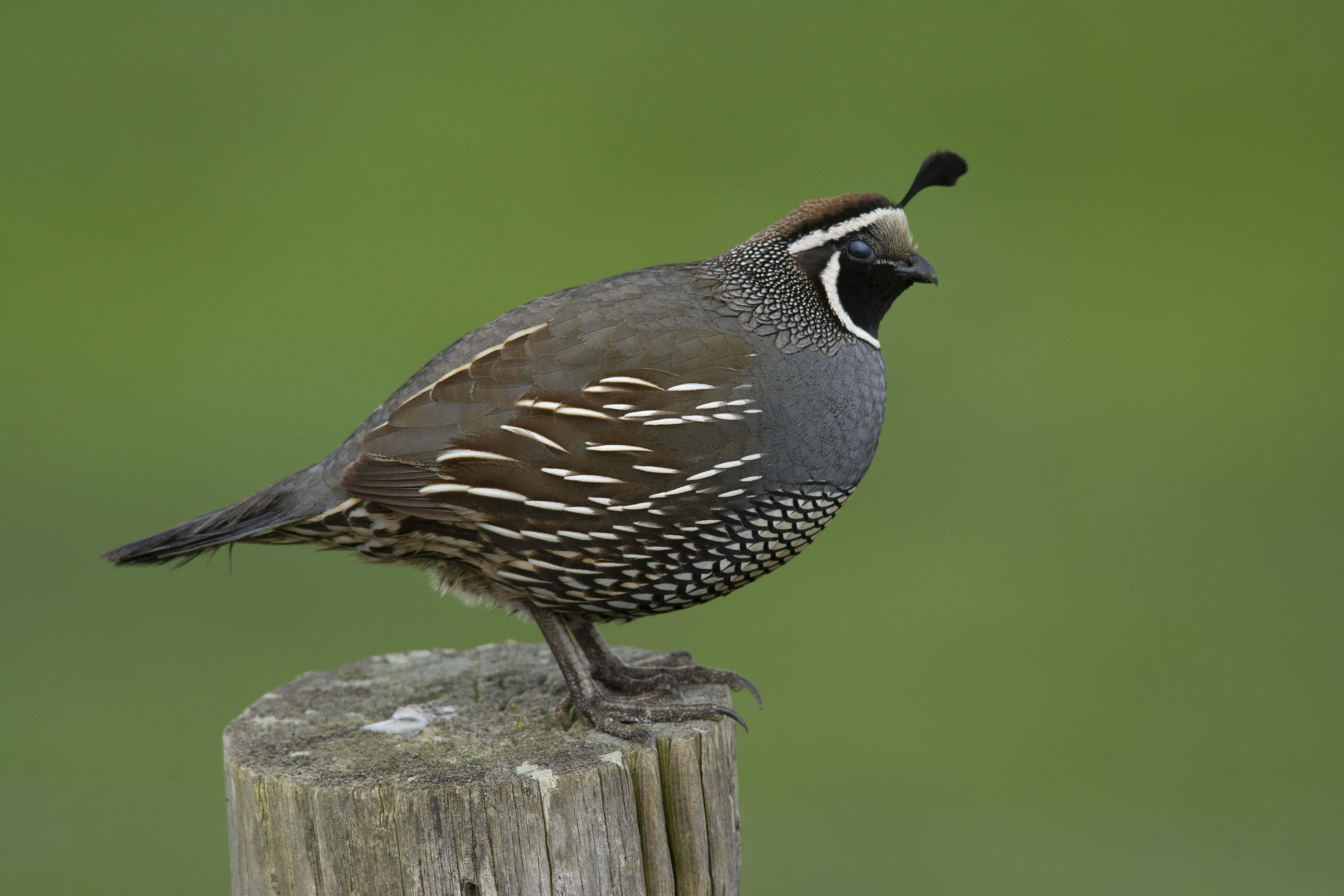 a bird sitting on top of a wooden post