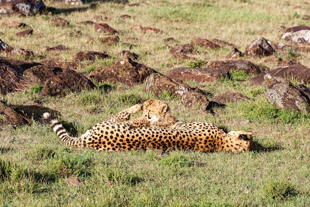 a couple of cheetah laying on top of a lush green field