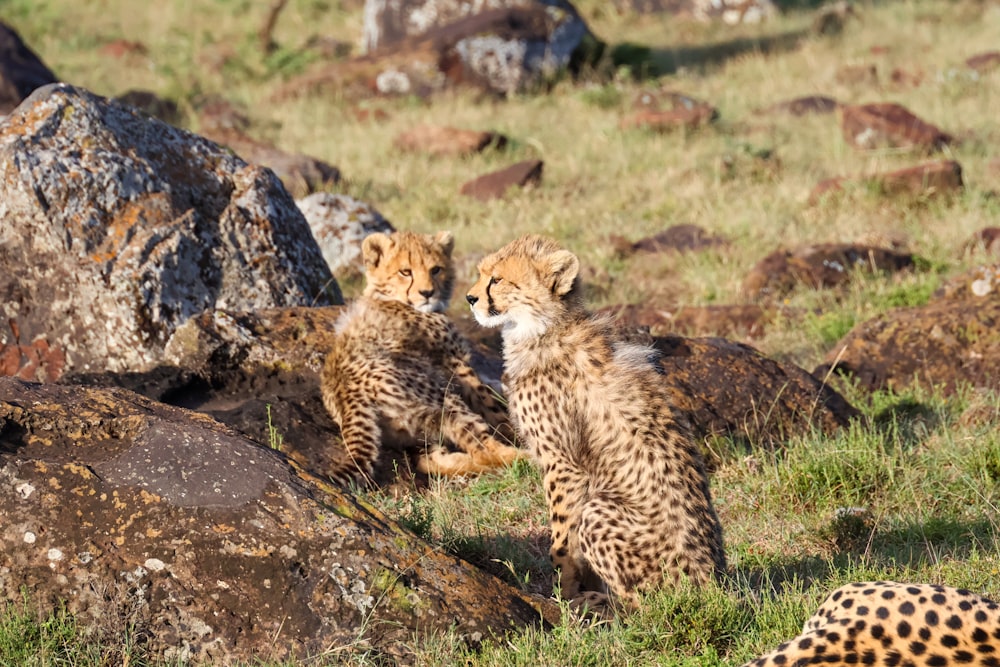 two young cheetah cubs playing in the grass