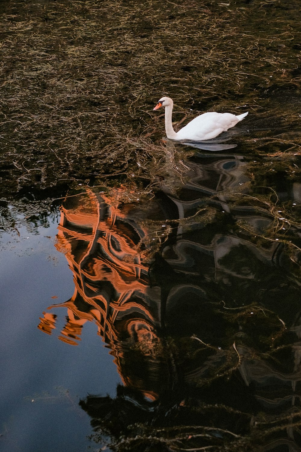 a white swan floating on top of a body of water