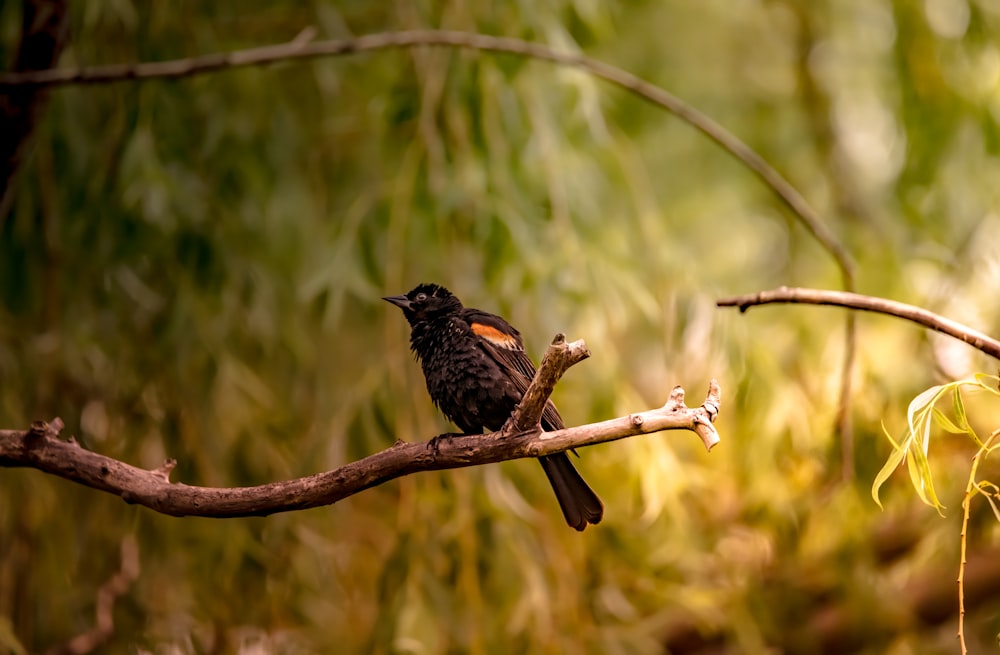 a small black bird sitting on a branch