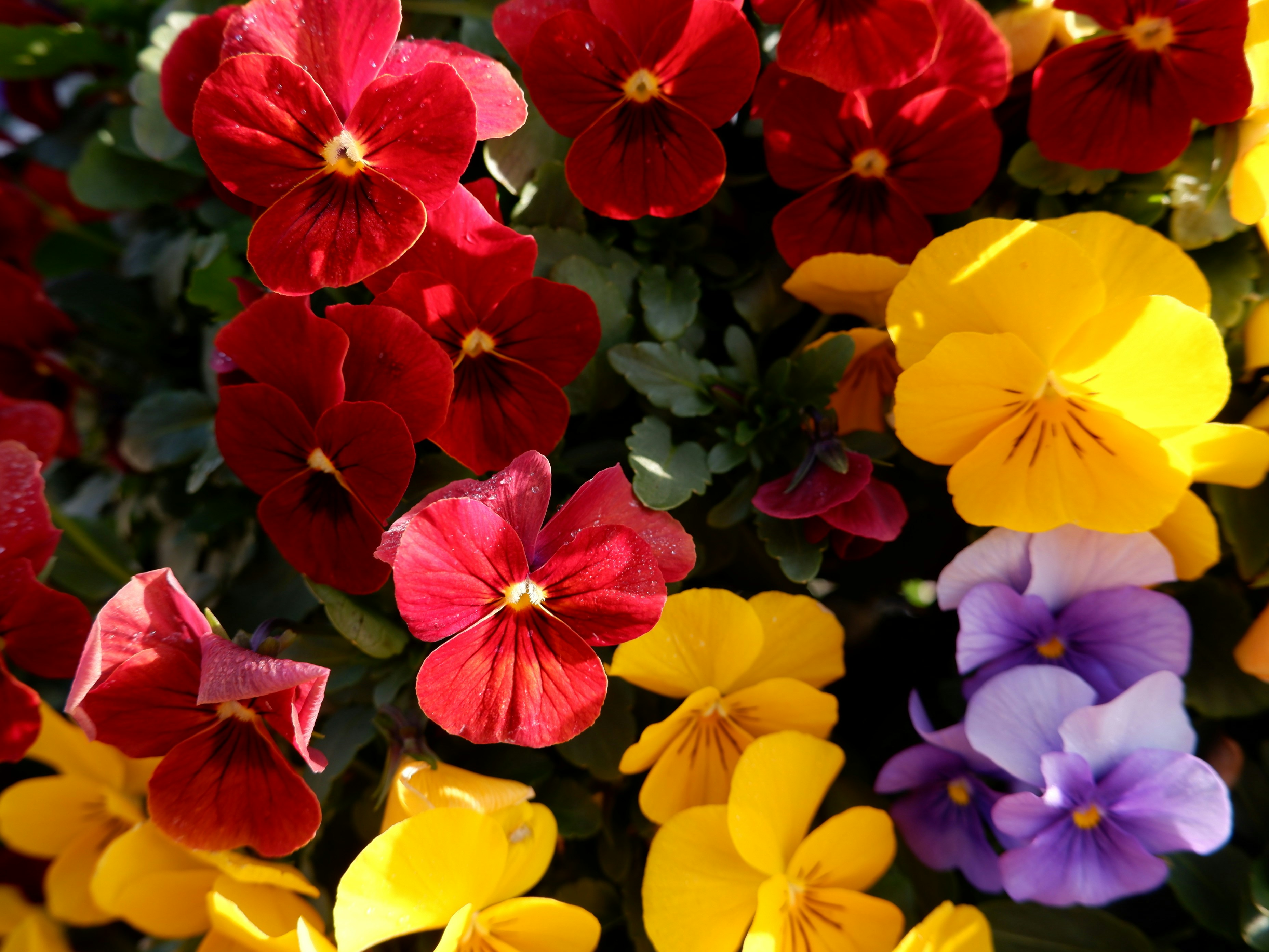 A close-up shot of a colorful flower.