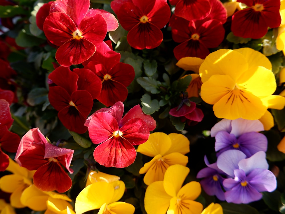 a close up of a bunch of flowers