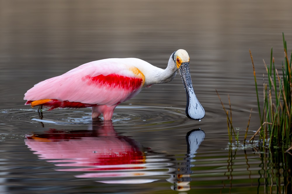 a pink and white bird with a long beak in the water