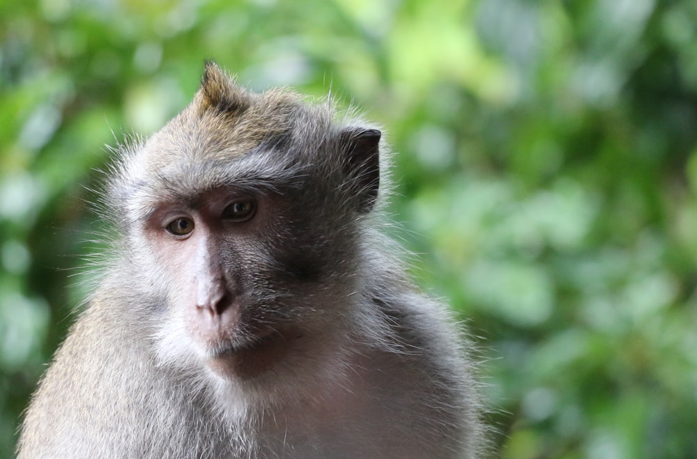 a close up of a monkey with trees in the background