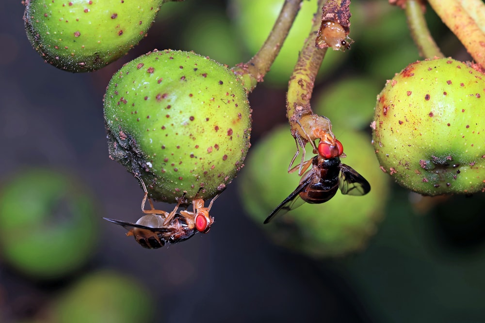 a close up of two bees on a fruit tree