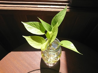 a small glass vase with a green plant in it