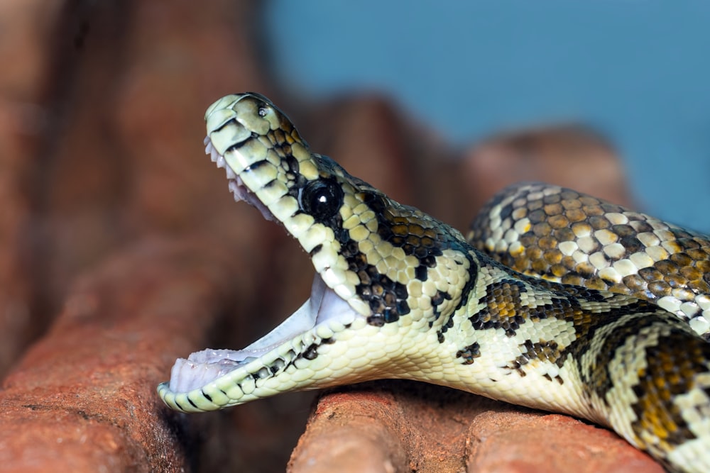 a close up of a snake on a rock