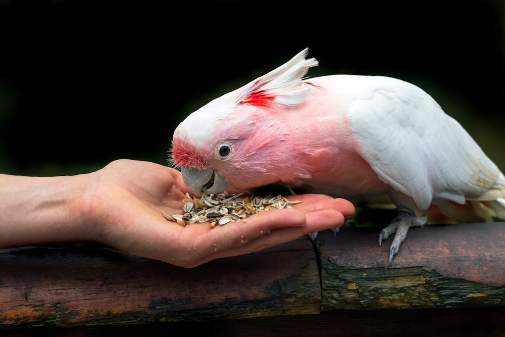 a pink and white bird eating food from a person's hand