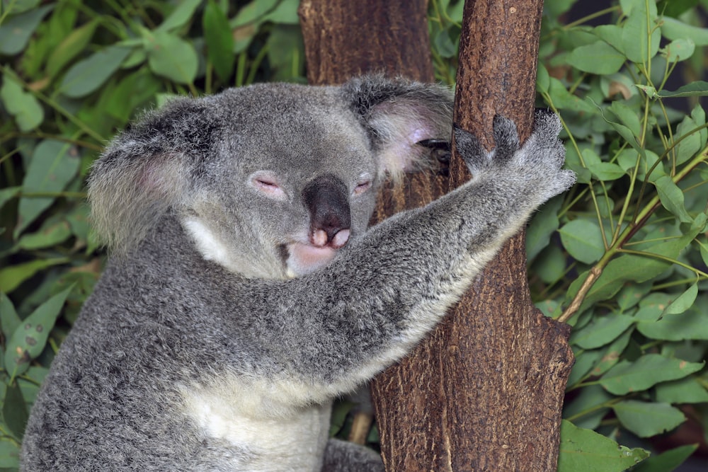 a close up of a koala on a tree