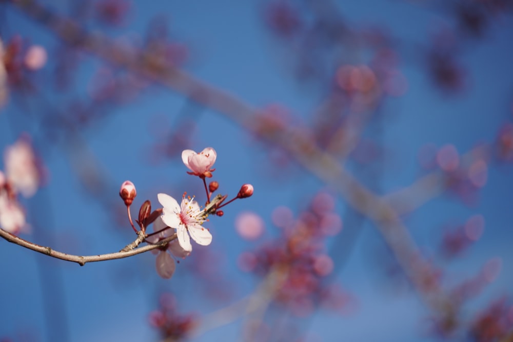 a close up of a flower on a tree branch