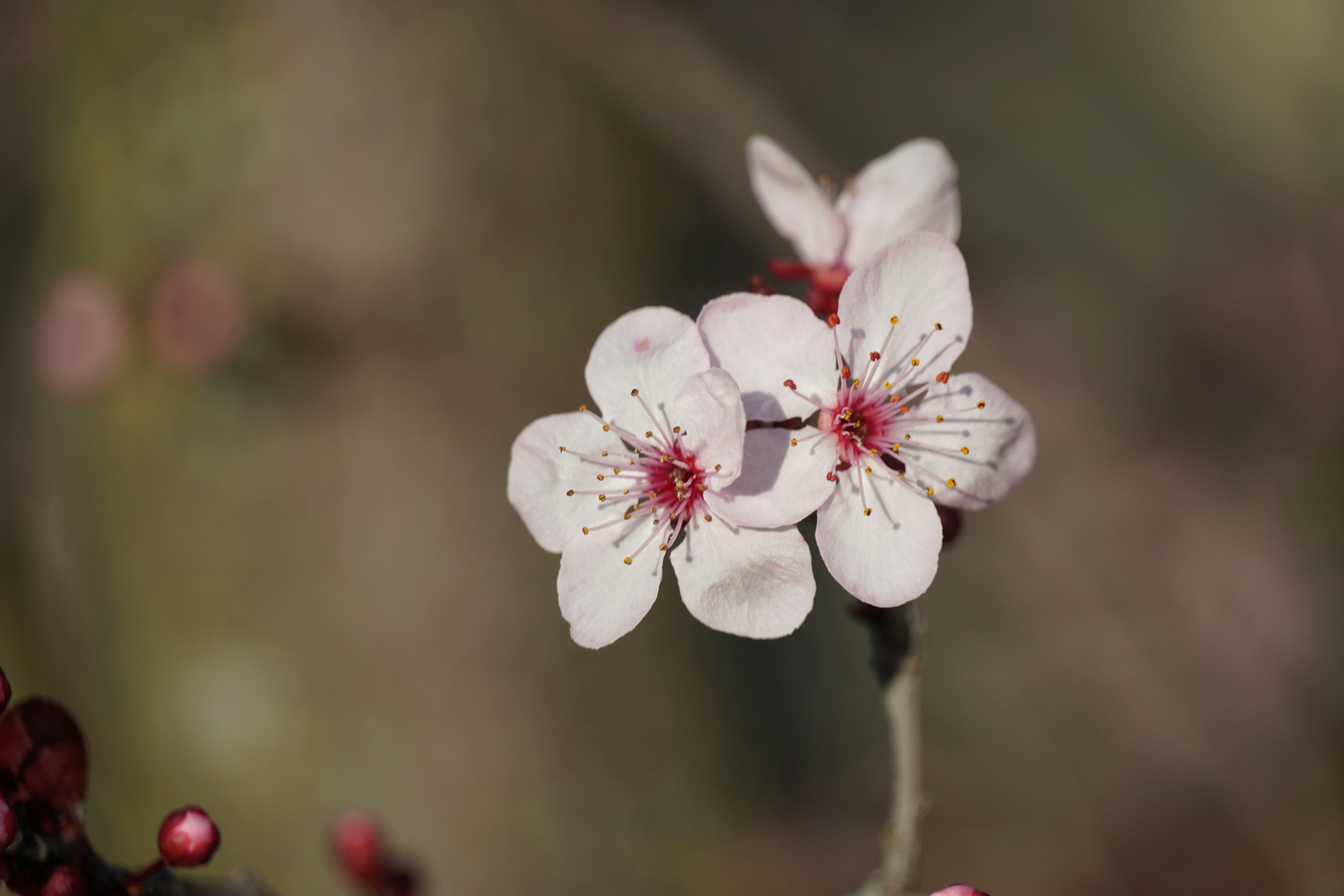 금목서 꽃말과 개화 시기 정보 이미지1