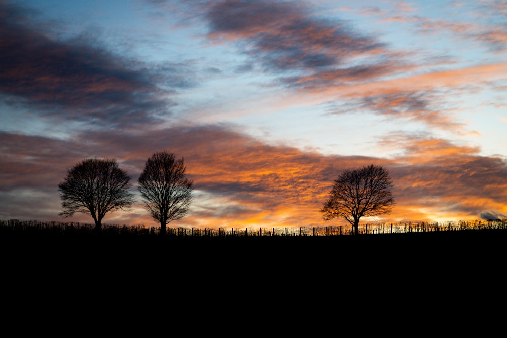 a couple of trees that are standing in the grass