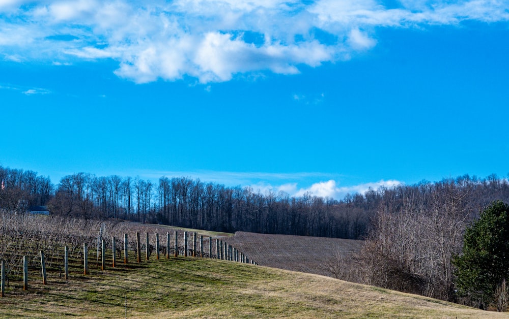 a field with a fence and trees in the background