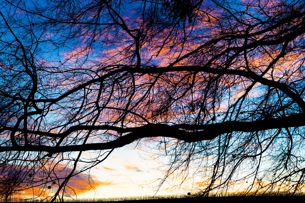 the silhouette of a tree against a colorful sky