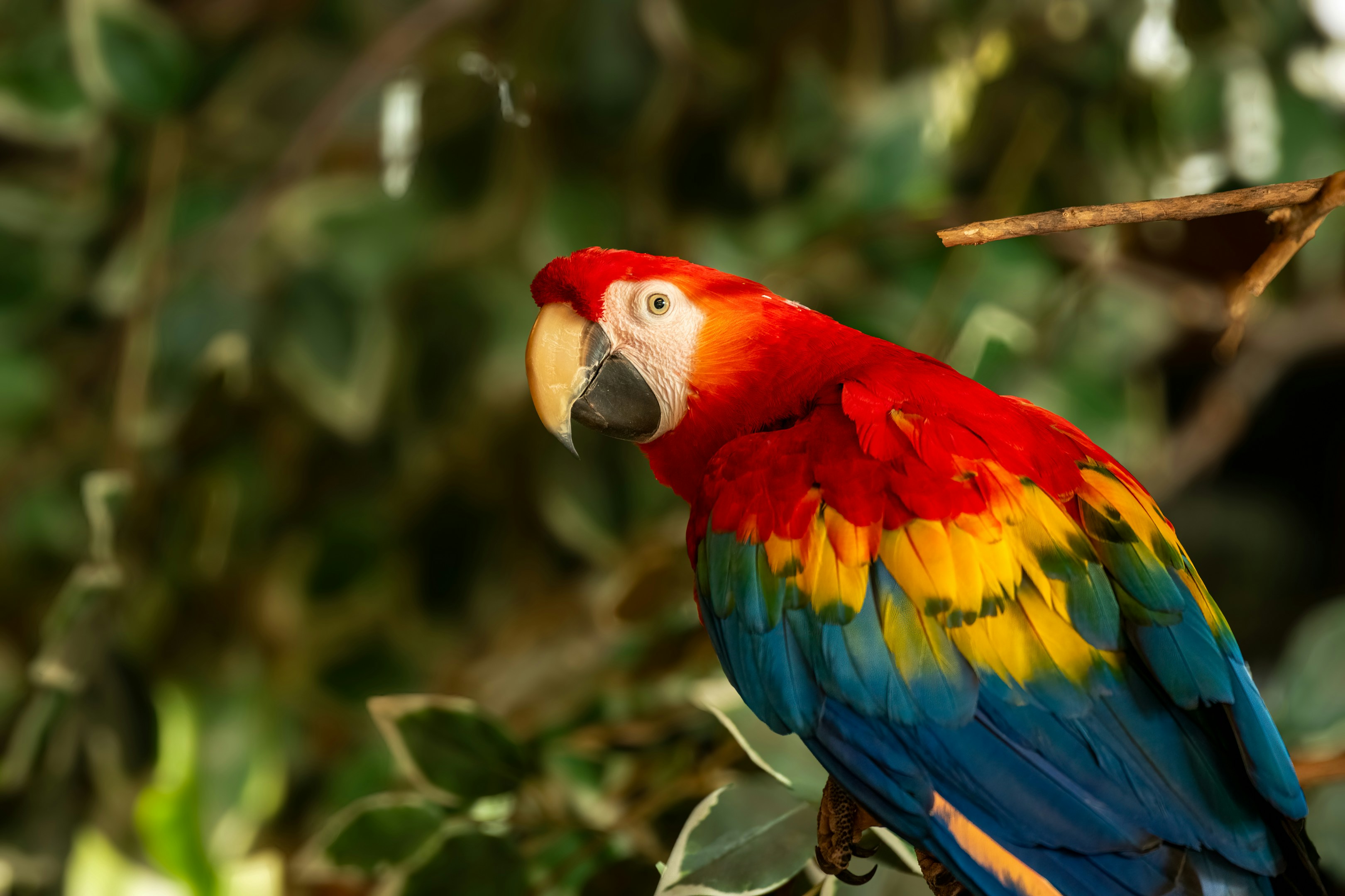 Parrot at avian veterinarian