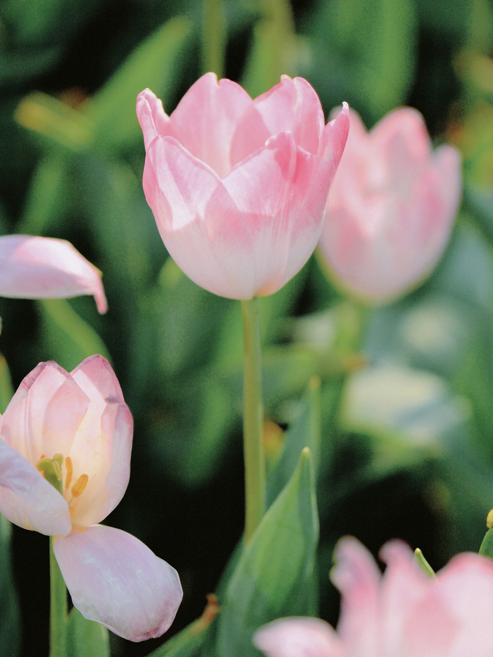 a group of pink flowers with green leaves