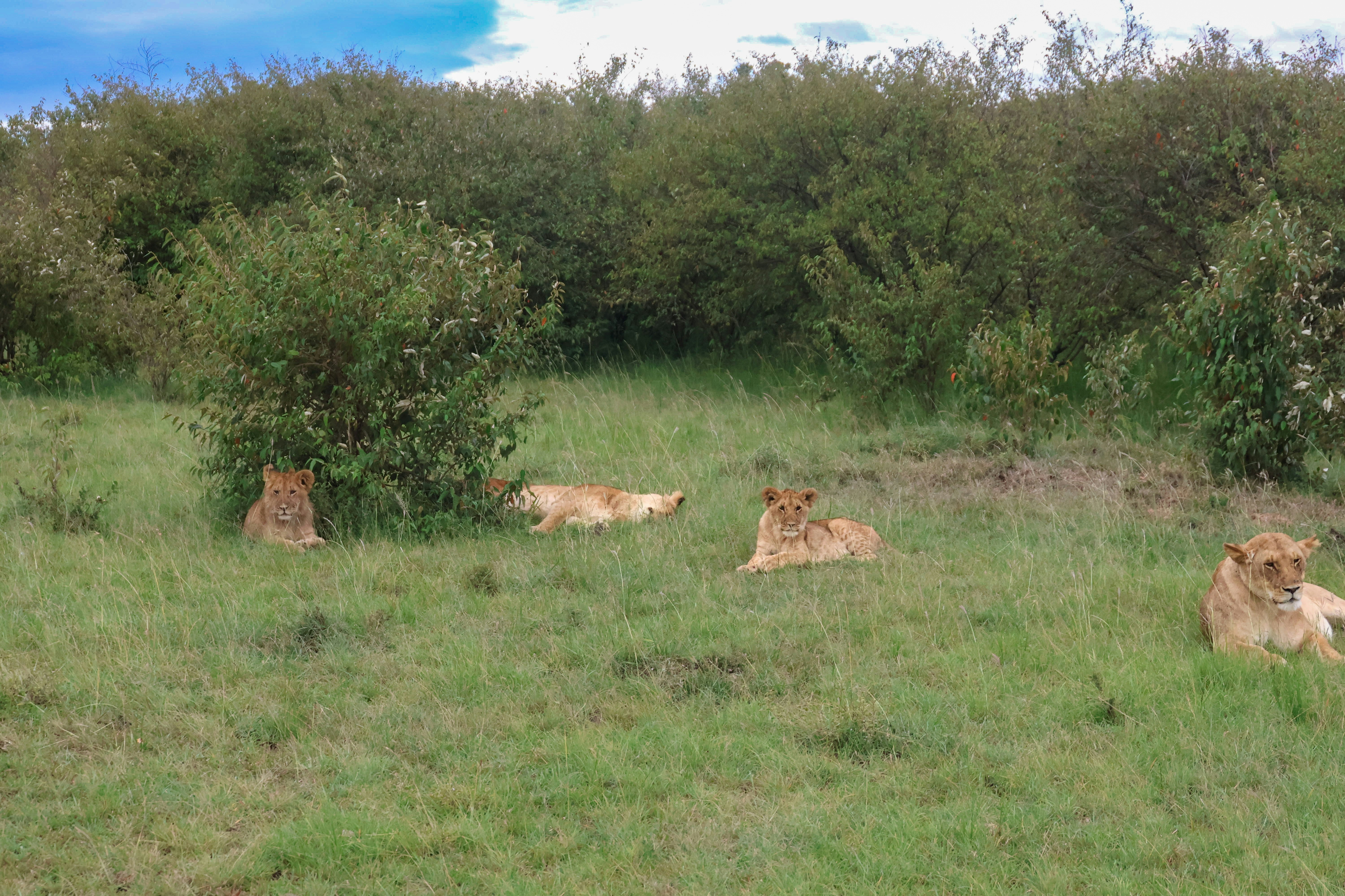 Lions Field