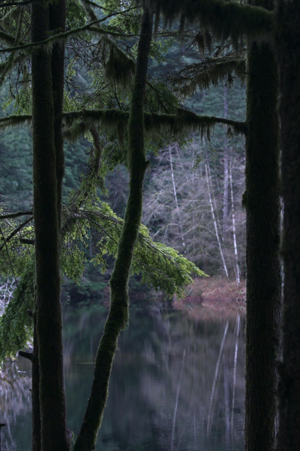 a forest filled with lots of trees next to a body of water