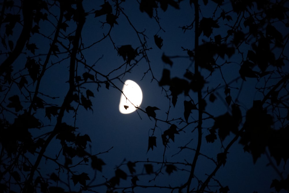 una luna llena vista a través de las ramas de un árbol