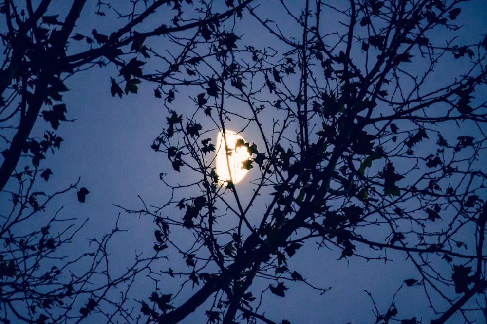 a full moon seen through the branches of a tree