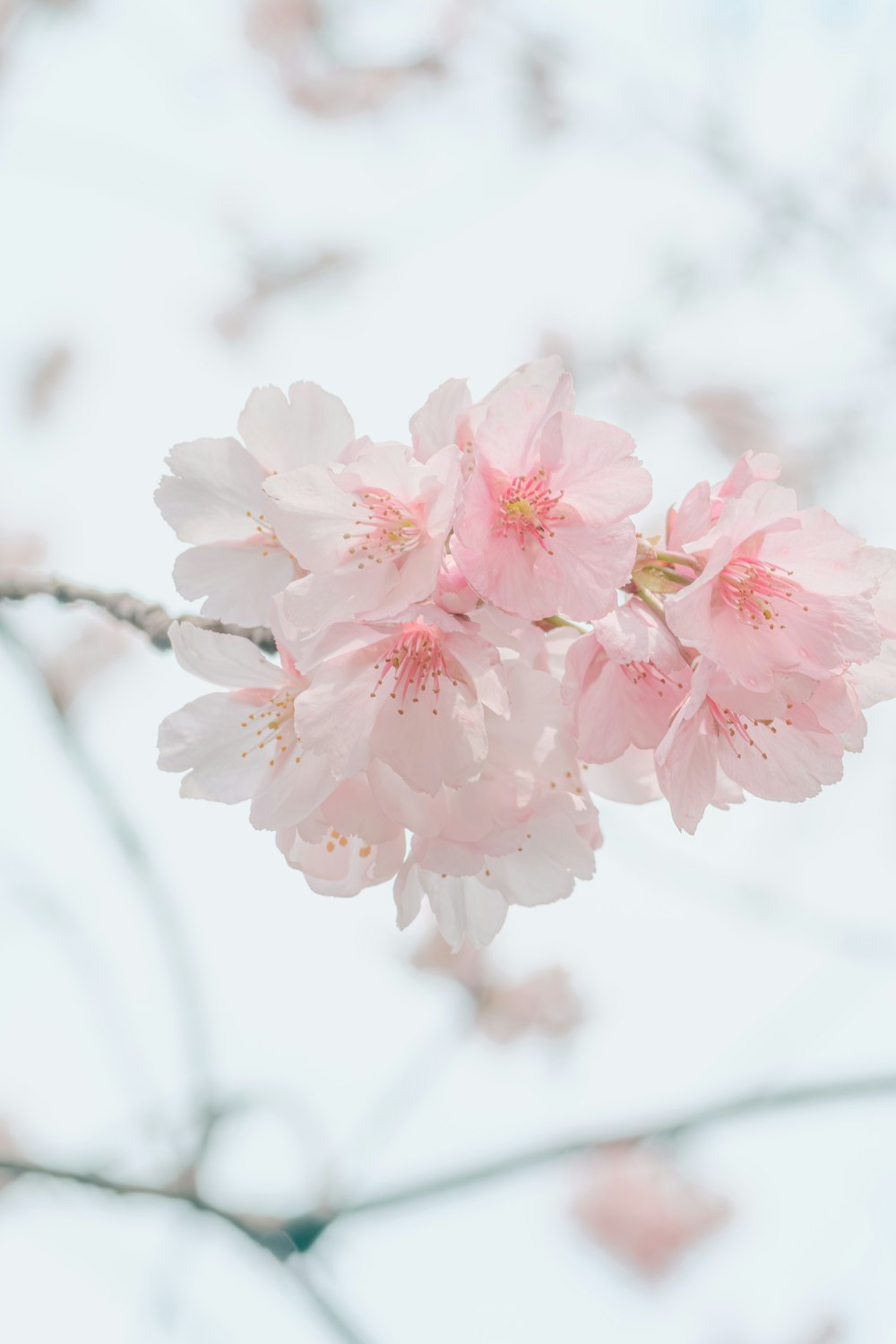 a branch of a tree with pink flowers