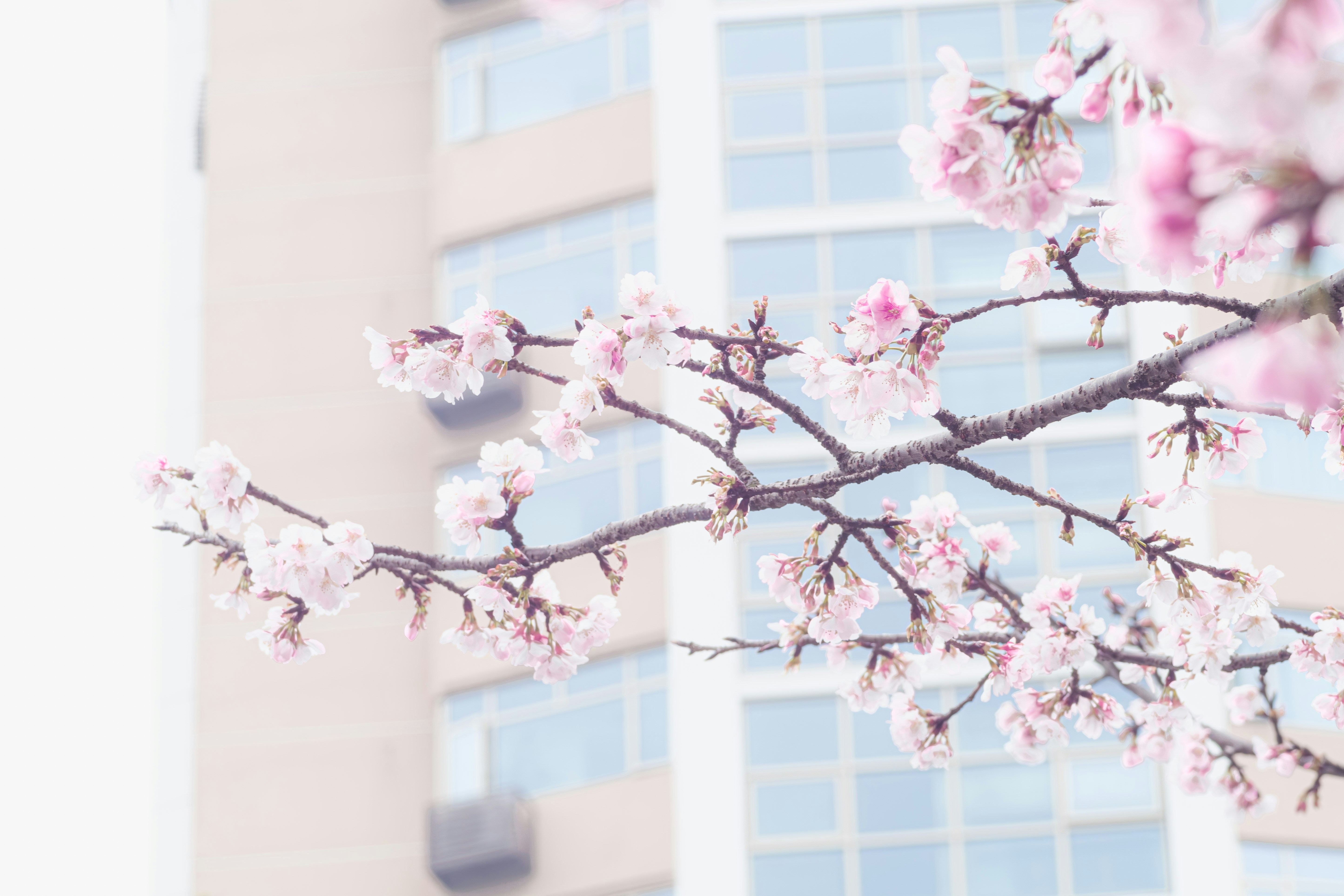 Photo by xiexianghua