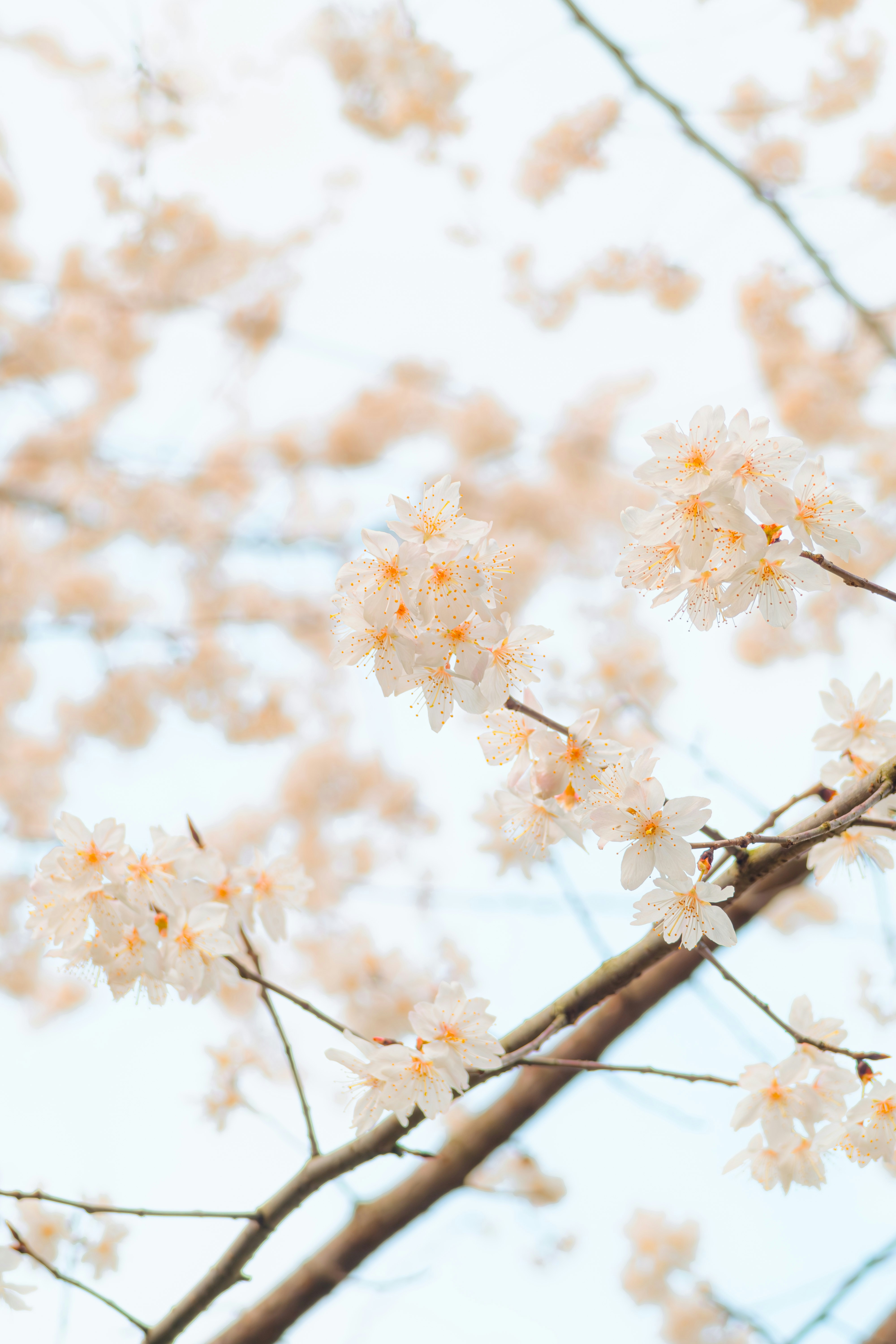 Photo by xiexianghua