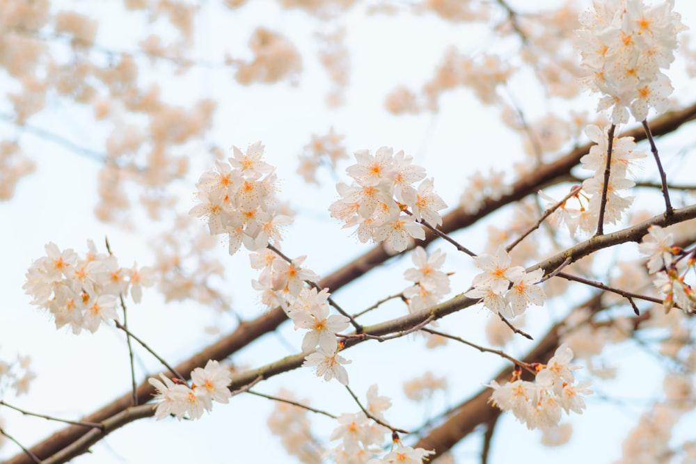 a close up of a tree with white flowers