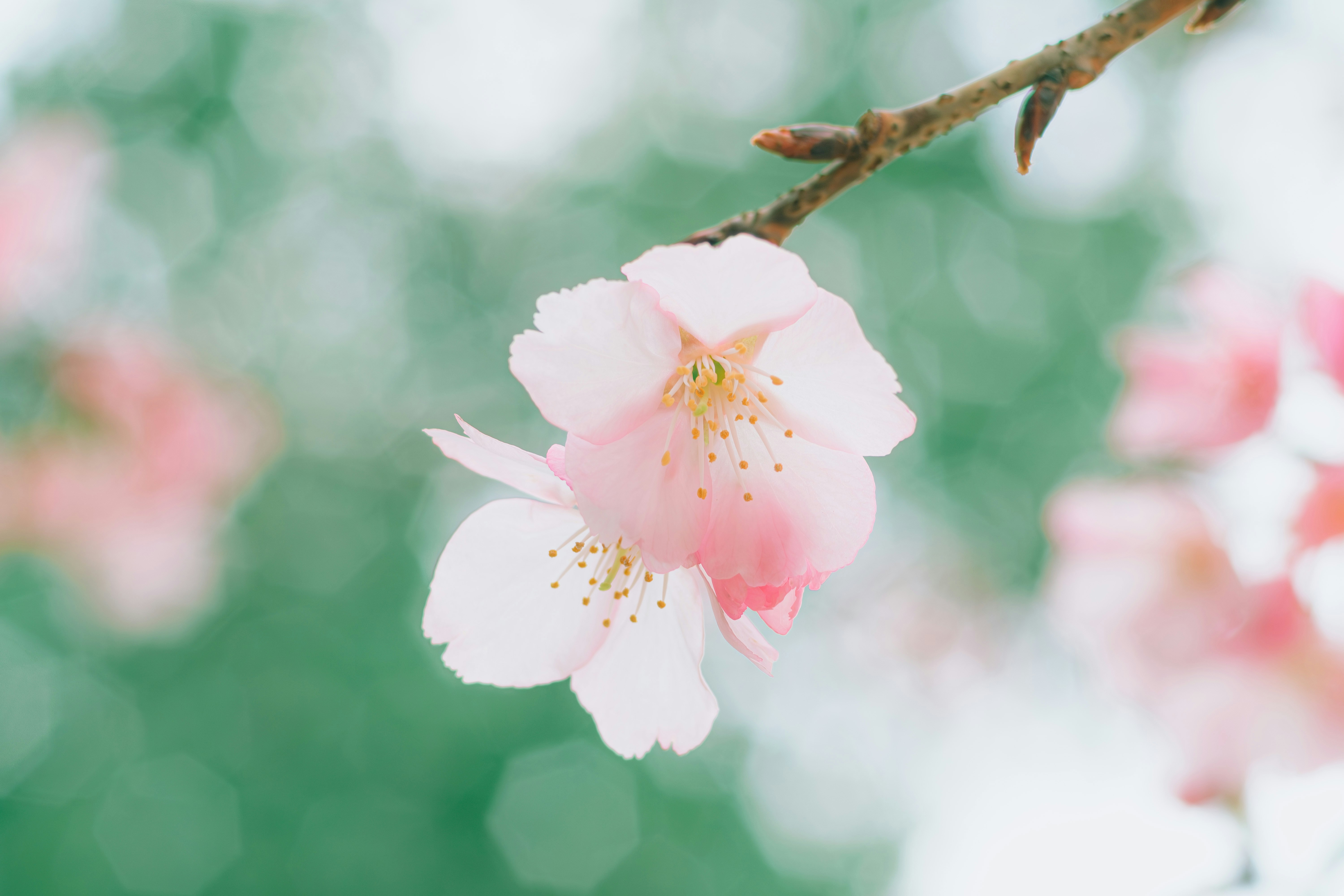 Photo by xiexianghua