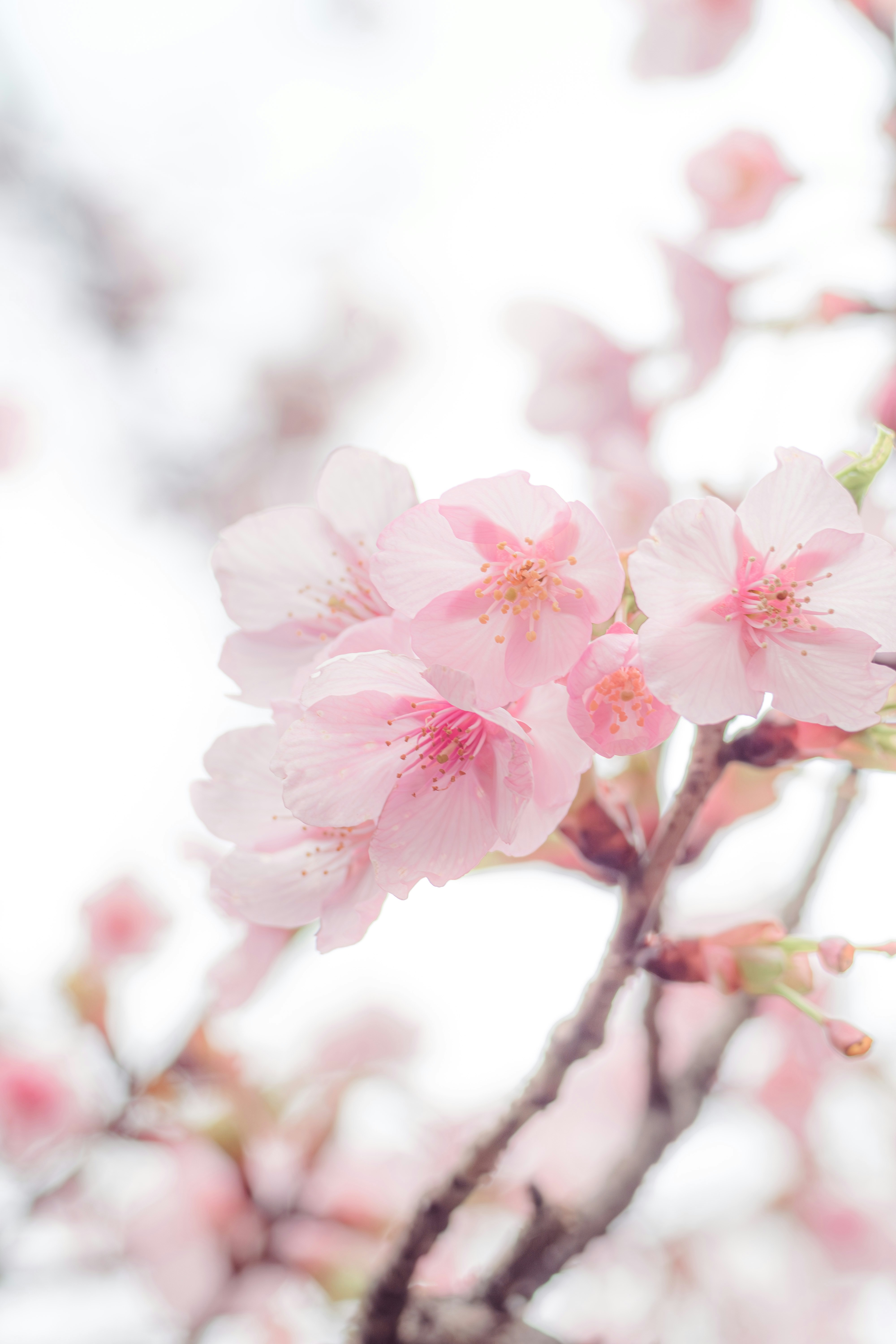 Photo by xiexianghua