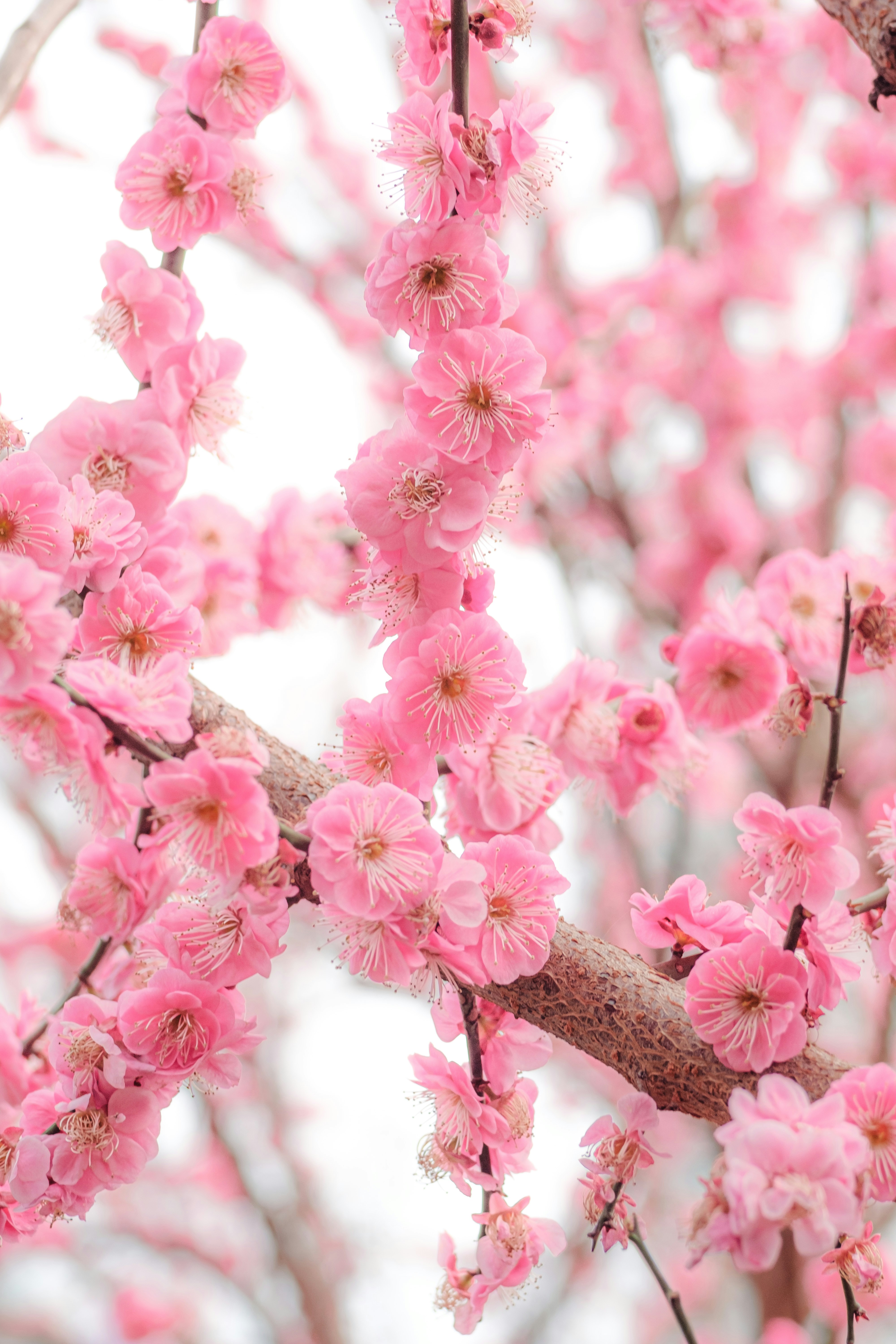 Photo by xiexianghua