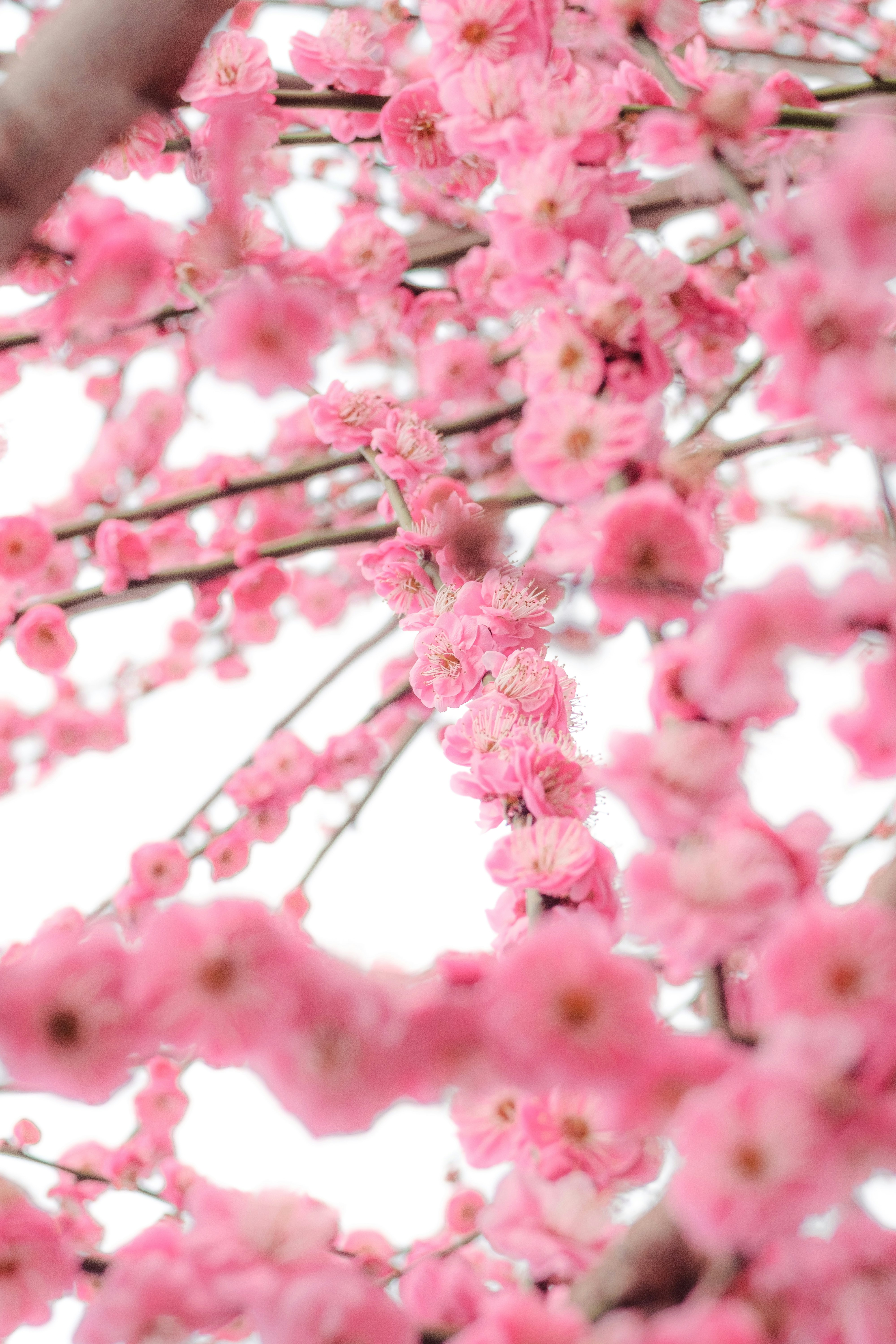 Photo by xiexianghua