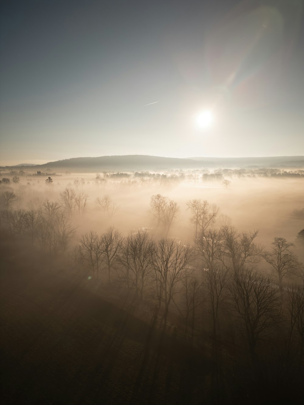 a foggy field with trees in the foreground