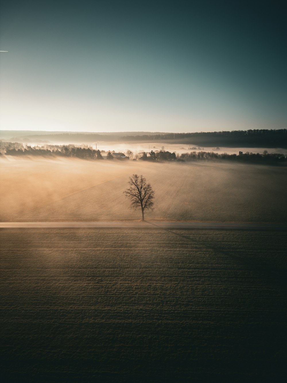 a lone tree stands in the middle of a field