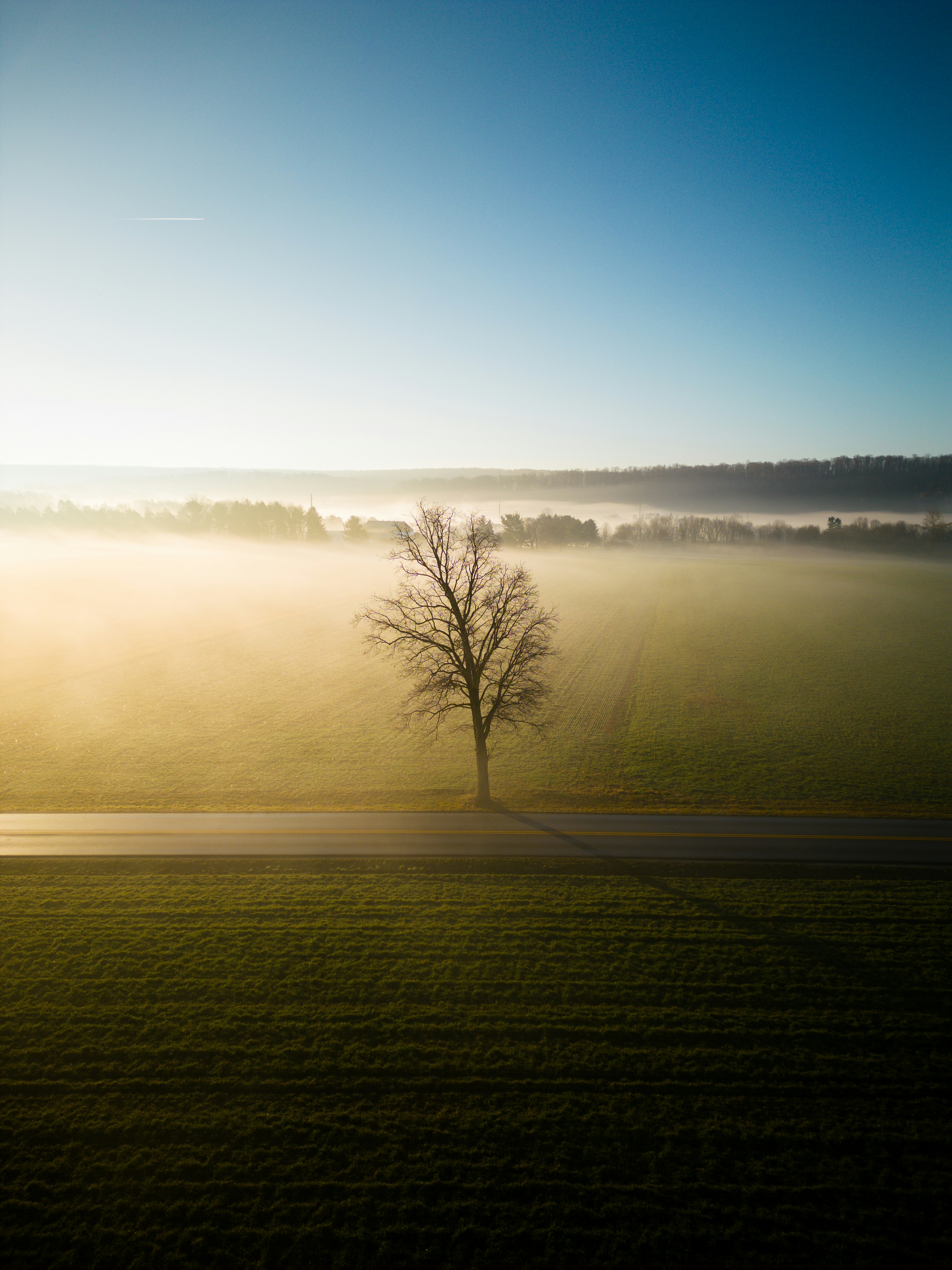 霧のかかった野原の真ん中に一本の木が立っている