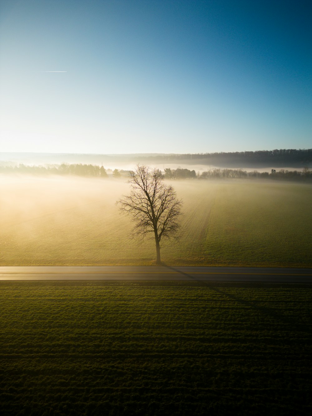 Un albero solitario si erge in mezzo a un campo nebbioso