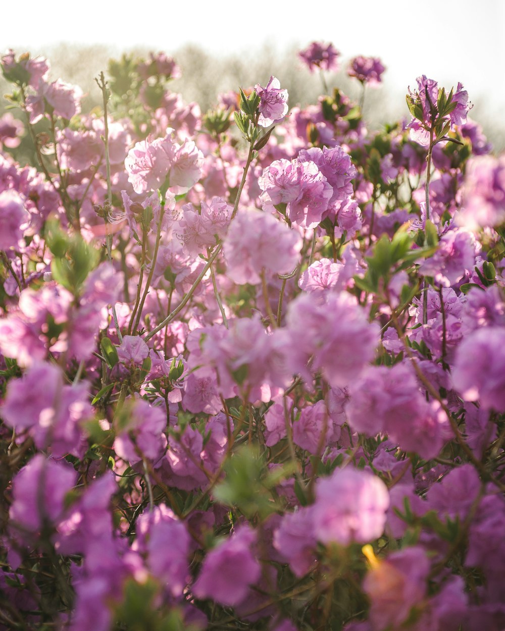 a field full of purple flowers on a sunny day