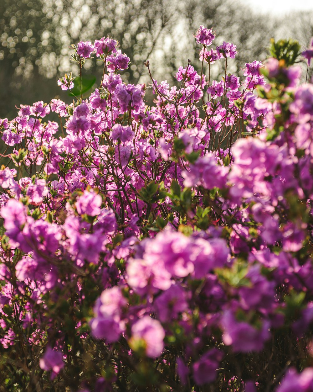 a field of purple flowers with trees in the background