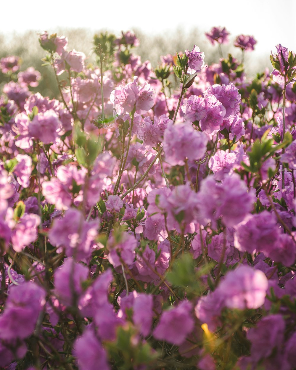 a field full of purple flowers on a sunny day