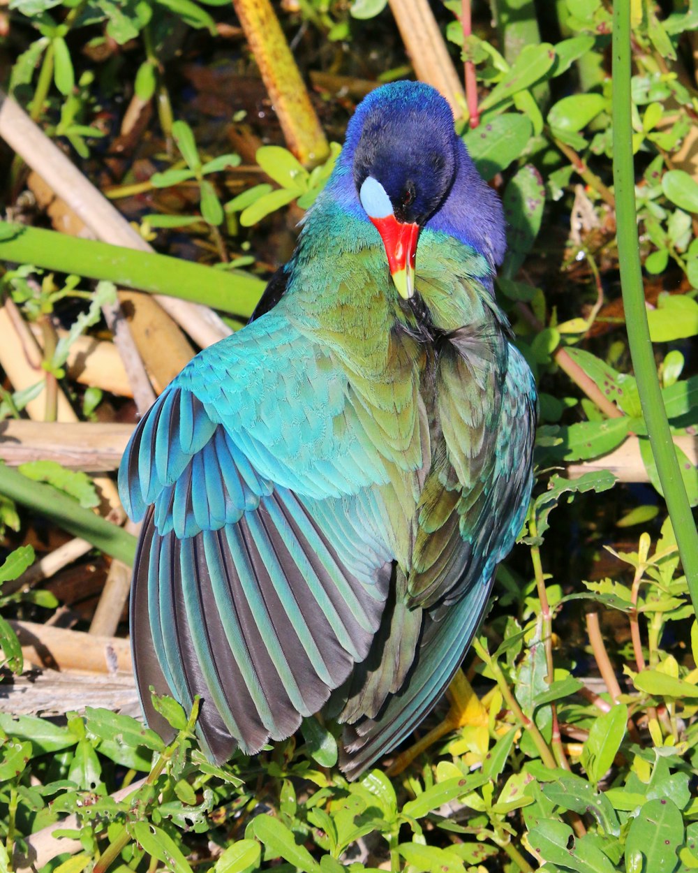 a blue and green bird sitting in the grass